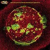 From Chaos - CD Audio di 311