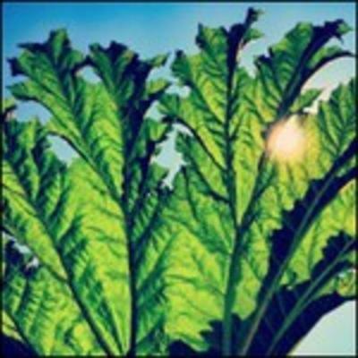 Gunnera - CD Audio di Pfarmers