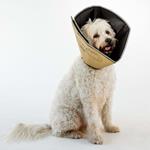 All Four Paws Collare Medico per Cani Comfy Cone Taglia L 25 cm Tanno