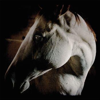 How To Kill A Horse - CD Audio di Brother Dege