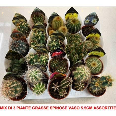 Mix Di 3 Piante Grasse Spinose Vaso 6cm Cactus Cactacee Composizioni -  Peragashop - Casa e Cucina | IBS