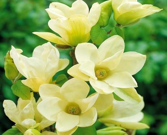 1 Pianta Di Magnolia Grandiflora Little Gem Vaso 17cm - Peragashop - Casa e  Cucina | IBS