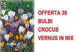 Offerta 30 Bulbi Crocus Vernus Mix Bulbs Bulbes