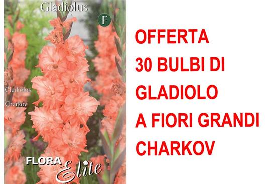 Offerta 30 Bulbi Primaverili Di Gladiolo A Fiori Grandi Charkov Bulbo  Bulbes Bulbs - Peragashop - Idee regalo | IBS