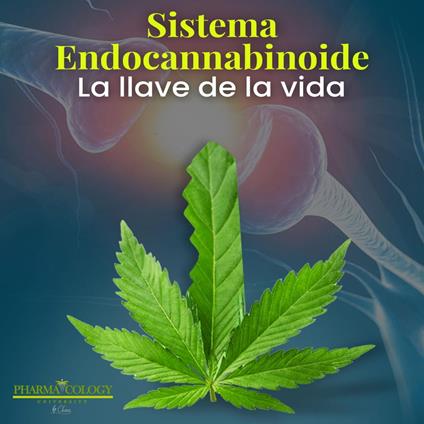 Sistema endocannabinoide: la llave de la vida