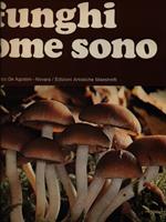 I funghi come sono