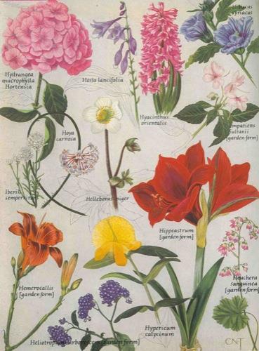 Flowers in colour. An amateur gardening encyclopaedia - A. Hellyer - copertina