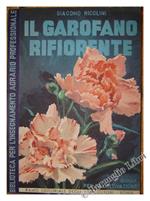 Il Garofano Rifiorente : Come si Coltiva