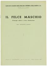 Il Felce Maschio: Principi Attivi e Loro Titolazione