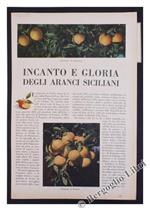 Incanto e Gloria degli Aranci Siciliani