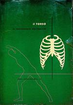 Il torso in trasparenze anatomiche