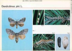 Schede entomologiche : Apatura ilia, Dendrolimus pini - Mario Marini - copertina