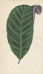 Les plantes a feuillage coloré. Histoire, description, culture, emploi des especes les plus remarquables pour la decoration des parcs, jardins, serres, appartements. Précédé d'une introduction pae Charles Naudin [...] publié sous la direction de J. R