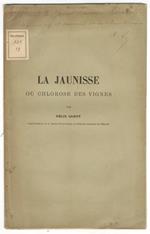 La jaunisse ou chlorose des vignes