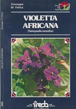 Violetta Africana. Saintpaulia ionantha