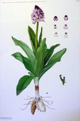 Iconografia delle orchidee d'Italia. Iconography of italian orchids - Walter Rossi - copertina