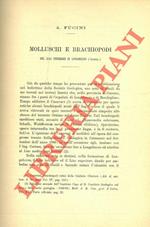 Molluschi e brachipodi del Lias Inferiore di Longobucco (Cosenza)