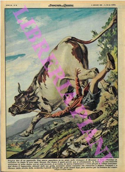 A Mezzane di Sotto (VR) un bimbo veniva trascinato da una mucca imbizzarrita a cui si era legato perchè non si allontanasse e perdeva la vita - Walter Molino - copertina