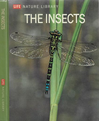 The Insects - copertina