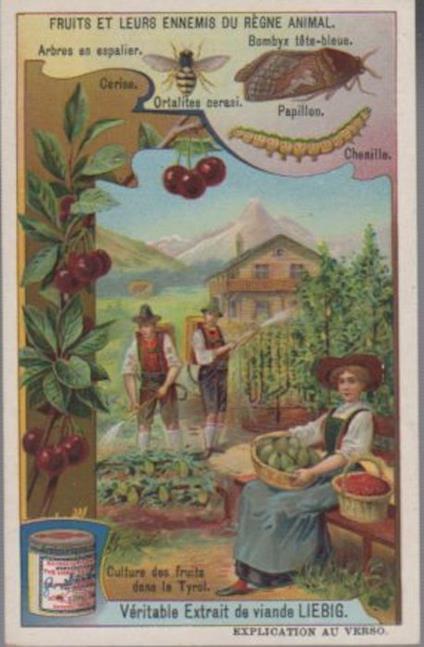 Culture de fruits dans le Tyrol - copertina