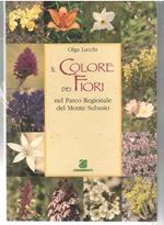 Il Colore Dei Fiori Nel Parco Regionale Del Monte Subasio