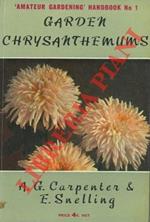 Garden chrysanthemums