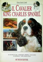 Il cavalier king Charles Spaniel