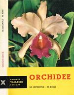 Orchidee