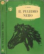 Il puledro nero