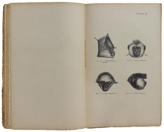 Descendance De L'Homme Et La Selection Sexuelle. Préface Par Carl Vogt - Charles Darwin - copertina