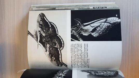 Enciclopedia Illustrata Degli Animali - Stanek - Edizioni Illustrate Accademia - copertina
