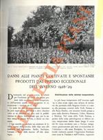 Danni alle piante coltivate e spontanee prodotti da altre due eccezionali dell'inverno 1928-29