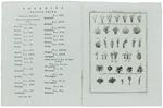 Botanica: 9 Tavole Tratte Dal Tomo Xv Del Dizionario Universale Delle Arti E Scienze Di Efraimo Chambers - Presso Felice Repetto, In Canneto, - 1774