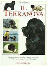 Il Terranova