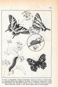 Papilio podalirium/Vanessa jo. Stampa 1947 - copertina