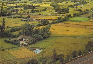 Taiwan. Bird's-view of Taiwan rice paddies. Non viaggiata - copertina