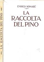 La raccolta Del Pino