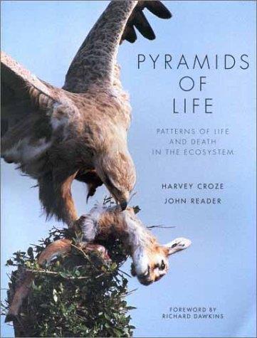 Pyramids of Life - Harvey Croze - copertina