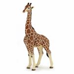 Giraffa maschio