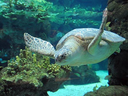 SMARTBOX - Visita all'Acquario e alla Lanterna di Genova - Cofanetto regalo - 4