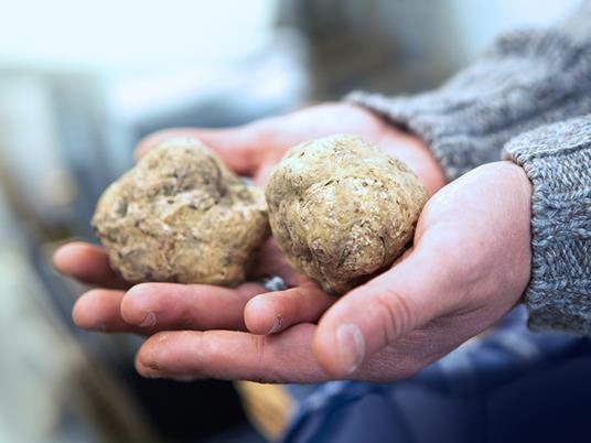 SMARTBOX - Caccia al tartufo e degustazione di prodotti e vini tipici - Cofanetto regalo - 7