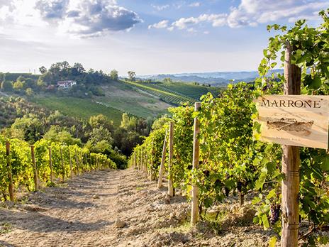 SMARTBOX - Passeggiata tra le vigne toscane: visita alla cantina con degustazione e bottiglia per 2 - Cofanetto regalo - 3