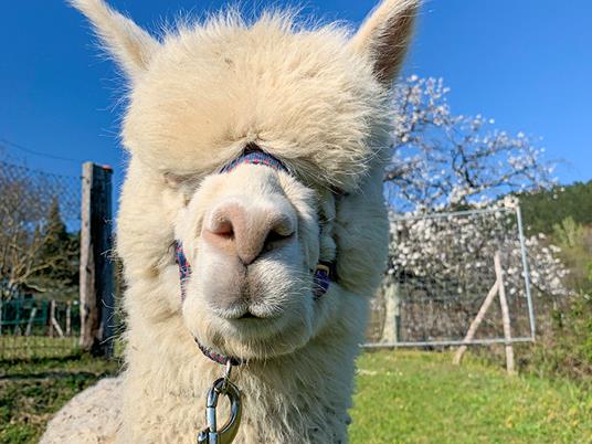 SMARTBOX - Picnic in famiglia con gli alpaca: visita e souvenir per 2 adulti e 2 bambini - Cofanetto regalo - 2