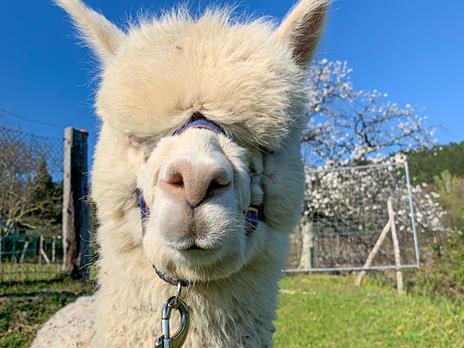 SMARTBOX - Picnic in famiglia con gli alpaca: visita e souvenir per 2 adulti e 2 bambini - Cofanetto regalo - 5