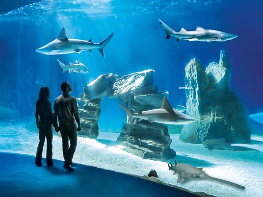 SMARTBOX - Una giornata all''Acquario di Genova! - Cofanetto regalo - Una giornata all''Acquario di Genova! - 2