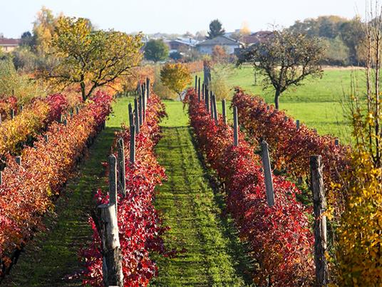 SMARTBOX - Alla scoperta dei vini piemontesi: visita alle cantine con degustazione e 2 bottiglie omaggio - Cofanetto regalo - 5