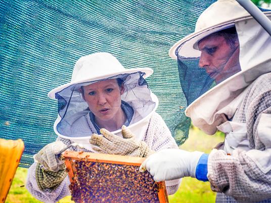 SMARTBOX - Visita agli alveari, degustazione e vasetto di miele in omaggio  per 2 aspiranti apicoltori - Cofanetto regalo - Smartbox - Idee regalo | IBS