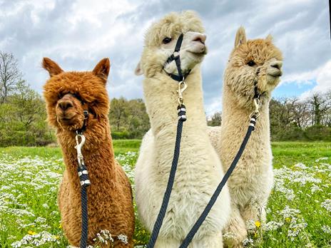 SMARTBOX - In Toscana a passo di alpaca: visita in fattoria e passeggiata di 1 ora per 2 - Cofanetto regalo - 2