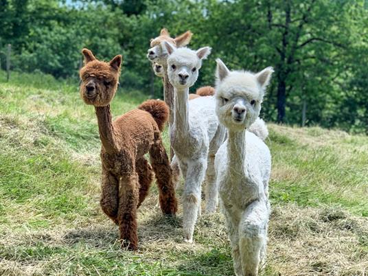 SMARTBOX - Una passeggiata con gli alpaca e visita in fattoria per tutta la famiglia - Cofanetto regalo - 2