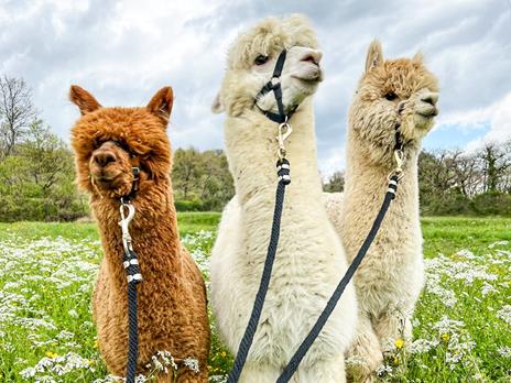 SMARTBOX - Una passeggiata con gli alpaca e visita in fattoria per tutta la famiglia - Cofanetto regalo - 4